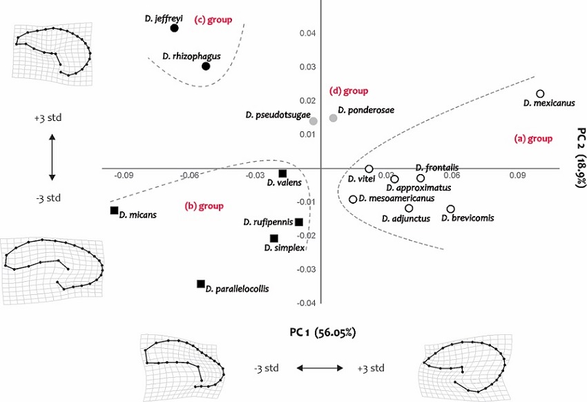 Relative warps analysis (RWA) of the receptacle shape, with their respective deformations, +3 and -3 standard deviations.