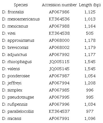 Accession numbers and length of cytochrome oxidase gene fragment used to obtain the total evidence phylogenetic hypothesis of genus Dendroctonus.