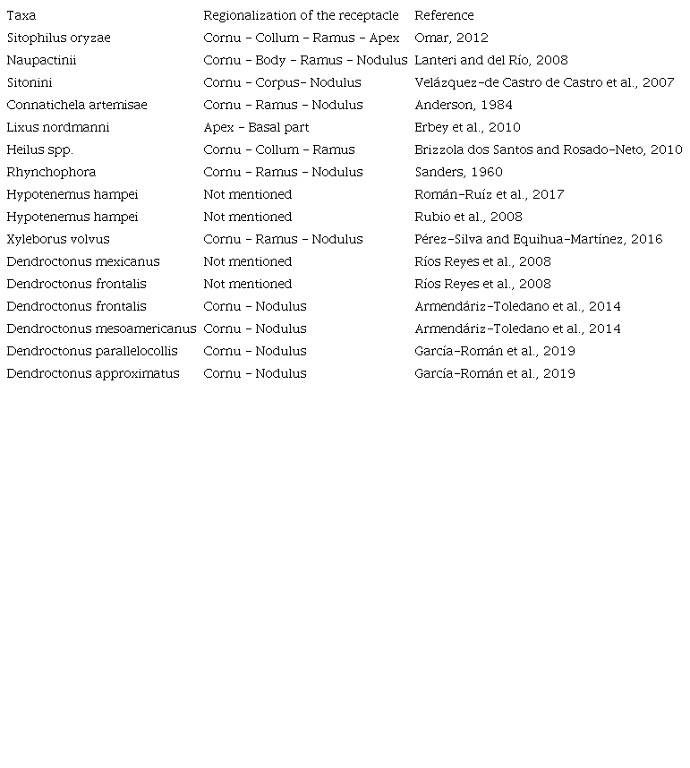 Nomenclature of the receptacle in members of Curculionidae, proposed by different authors.