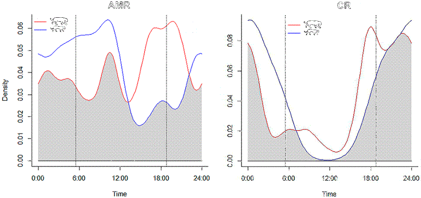 Comparative temporal ecology of pumas (left panel) and jaguars (right panel) on a cattle ranch (CR) and in a protected area (AMR), both located in the Brazilian Pantanal. Grey shaded areas represent overlap. Vertical dashed lines represent the approximate time of sunrise and sunset.