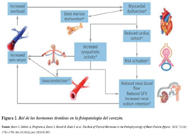 Rol de las hormonas tiroideas en la fisiopatolog&iacute;a del coraz&oacute;n.