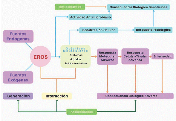 Efectos paradjicos de las ERO