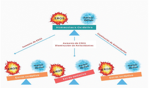 Posibilidades de la perdida de equilibrio ERO/antioxidantes