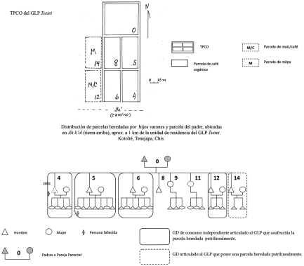 Croquis del Territorio Parcelario de Café Orgánico (TPCO) del Grupo Localizado de Parentesco (GLP) Tsetet y genealogía del Grupo con los Grupos Domésticos (GDs) que heredaron patrilinealmente una parcela. Comunidad Kotolté, Tenejapa, Chiapas.