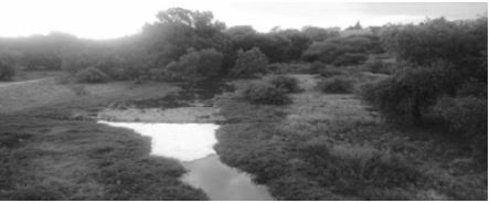 RÍO CHICALOTE CON PRESENCIA DE ESPUMA