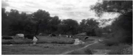 CAMPESINO CON SU GANADO EN EL RÍO CHICALOTE