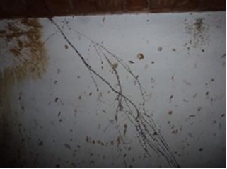  Roots in axis A from the feeder plants on the roof.