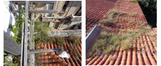 Invading plants on
roof of the High Choir.