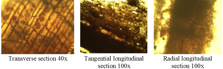 Anatomical sections of Cedar.