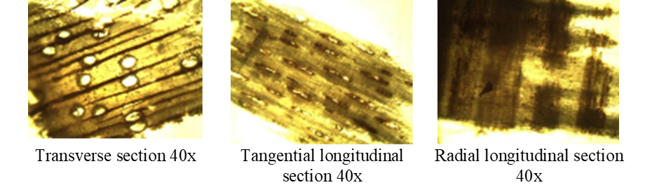 Teak anatomical sections.