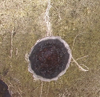 Edge of the corroded area and the area without corrosion