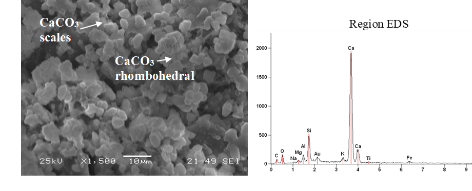 Micrograph and microanalysis of the concrete sample submitted to short-term central loading, at 24 months of age.