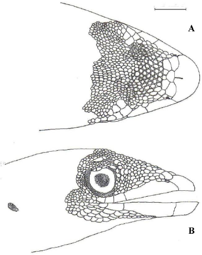 Pseudogonatodes
lunulatus  (Roux, 1927)