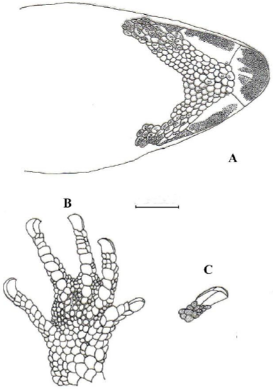 Pseudogonatodes
lunulatus  (Roux, 1927). 