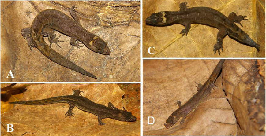 Pseudogonatodes
lunulatus (Roux, 1927) coming from the Hacienda Gu&aacute;quira in Yaracuy state:
