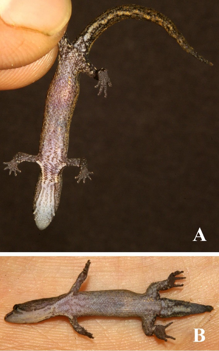 Ventral views of
living Pseudogonatodes lunulatus (Roux, 1927) from
the Hacienda Gu&aacute;quira in Yaracuy state: 