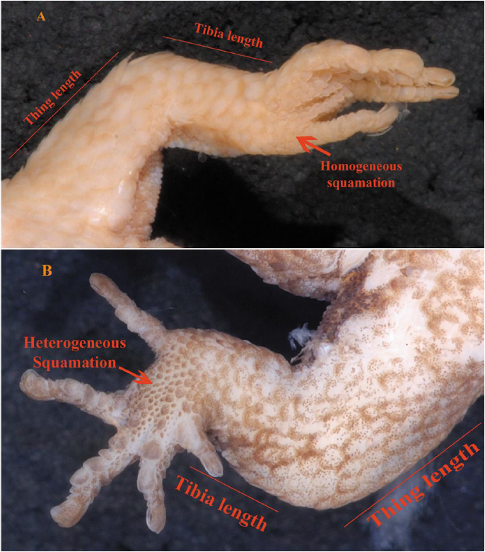 Hind limbs in its ventral view
of  Pseudogonatodes lunulatus , USNM
84970 (A) and  Pseudogonatodes guianensis ,
USNM 538260 (B).  