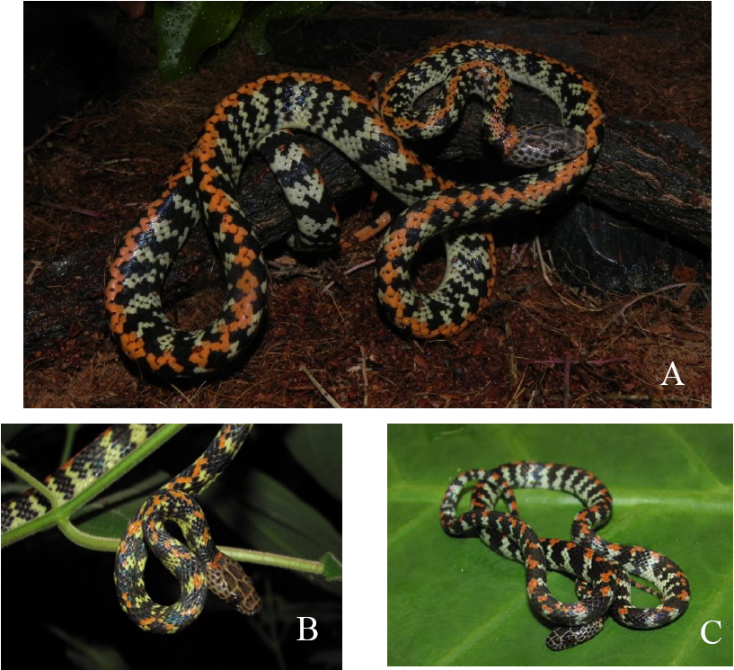 Ejemplar de  Siphlophis cervinus  recolectado en el Cerro Cachipal (A) versus
ejemplares brasile&ntilde;os (B) y (C)