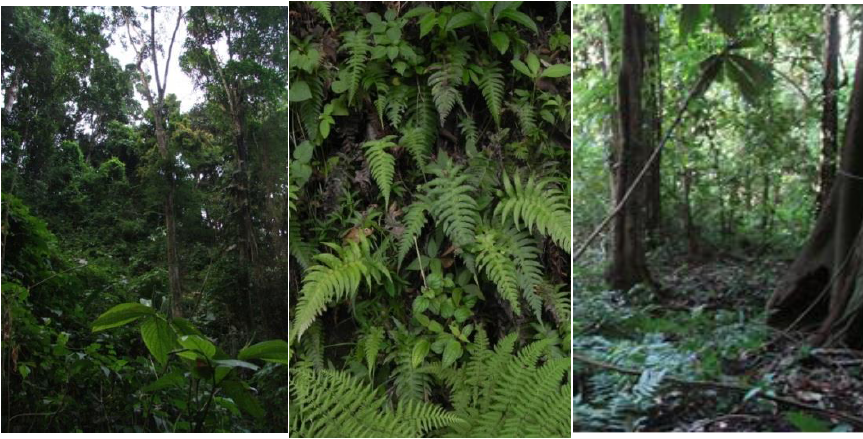 Detalles de la vegetaci&oacute;n
hallada en la localidad Cerro Cachipal, Pen&iacute;nsula de Paria, estado Sucre,
Venezuela