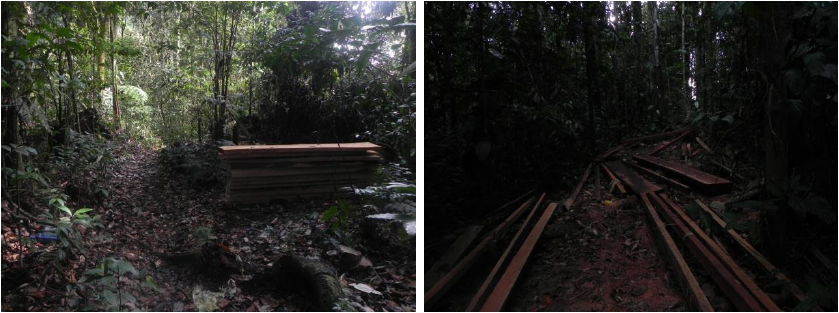 Extracci&oacute;n de madera en el
Cerro Cachipal