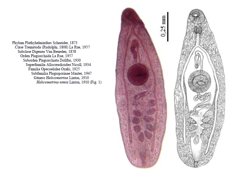 Metacercaria desenquistada de Helicometrina nimia en vista ventral. Fotografía y dibujo (a partir
de varios ejemplares).