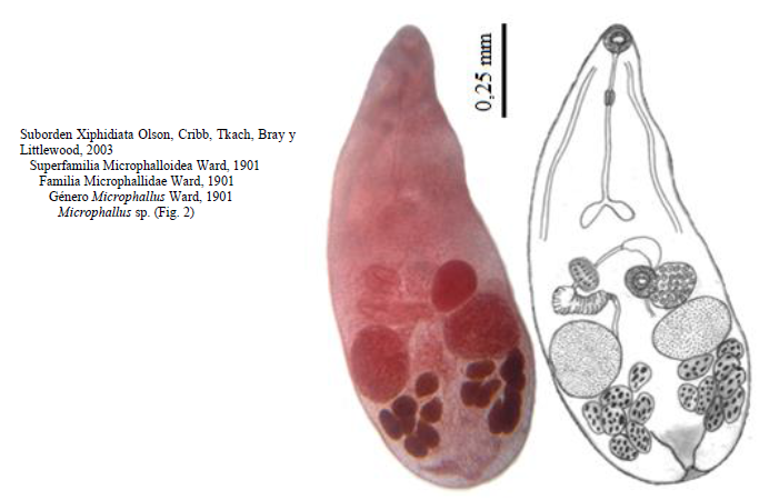 Metacercaria desenquistada de Microphallus sp. en vista ventral.
Fotografía y dibujo (a partir de varios ejemplares).