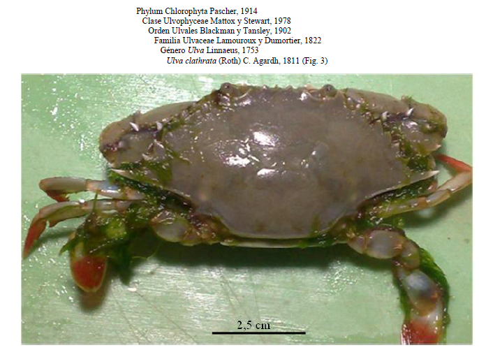 Ejemplar de Callinectes
ornatus incrustado con Ulva lactuca.