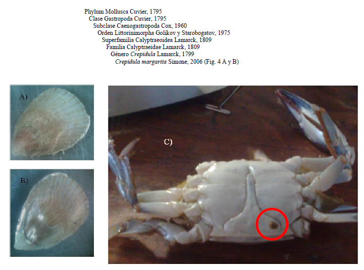 Ejemplar de Crepidula
margarita: A) vista dorsal; B) vista ventral; C) incrustado en abdomen de Callinectes ornatus (círculo rojo).