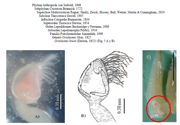Ejemplar de Octolasmis
lowei. A) fotografía del epibionte; B) dibujo del epibionte; C) ejemplar
fijado a branquias de Callinectes ornatus
(círculo rojo).