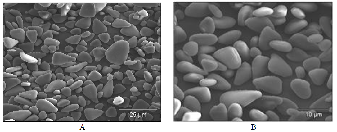 Micrografías de gránulos del
almidón de ñame congo obtenidas por MEB. (A) 500X y (B) 1000X
