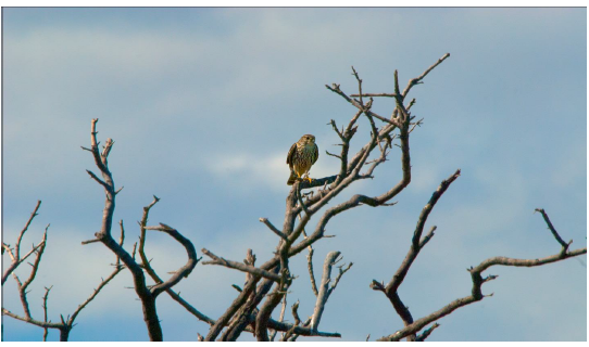 Halcón Migratorio (Falco
columbarius), nuevo registro para el estado Sucre.