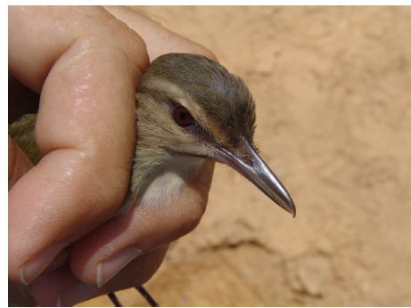 Julián Chiví Bigotinegro (Vireo
altiloquus), nueva extensión de distribución para el estado Sucre.