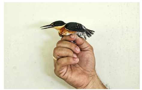 Martín Pescador Enano (Chloroceryle
aenea), nueva extensión de distribución para el estado Sucre.
