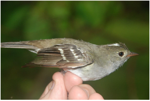 Bobito Copetón Moño Blanco (Elaenia
chiriquensis), nueva extensión
de distribución para el estado Sucre.