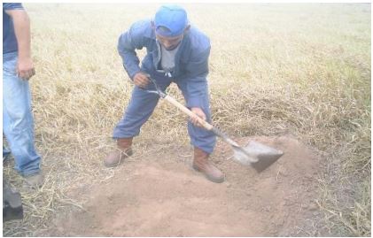 Las Delicias farm, municipality of Santa Barbara, preparation of the area to take
soil samples.