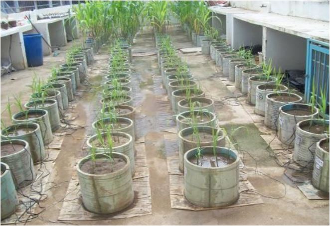 Development of the sugarcane plants twenty days later.