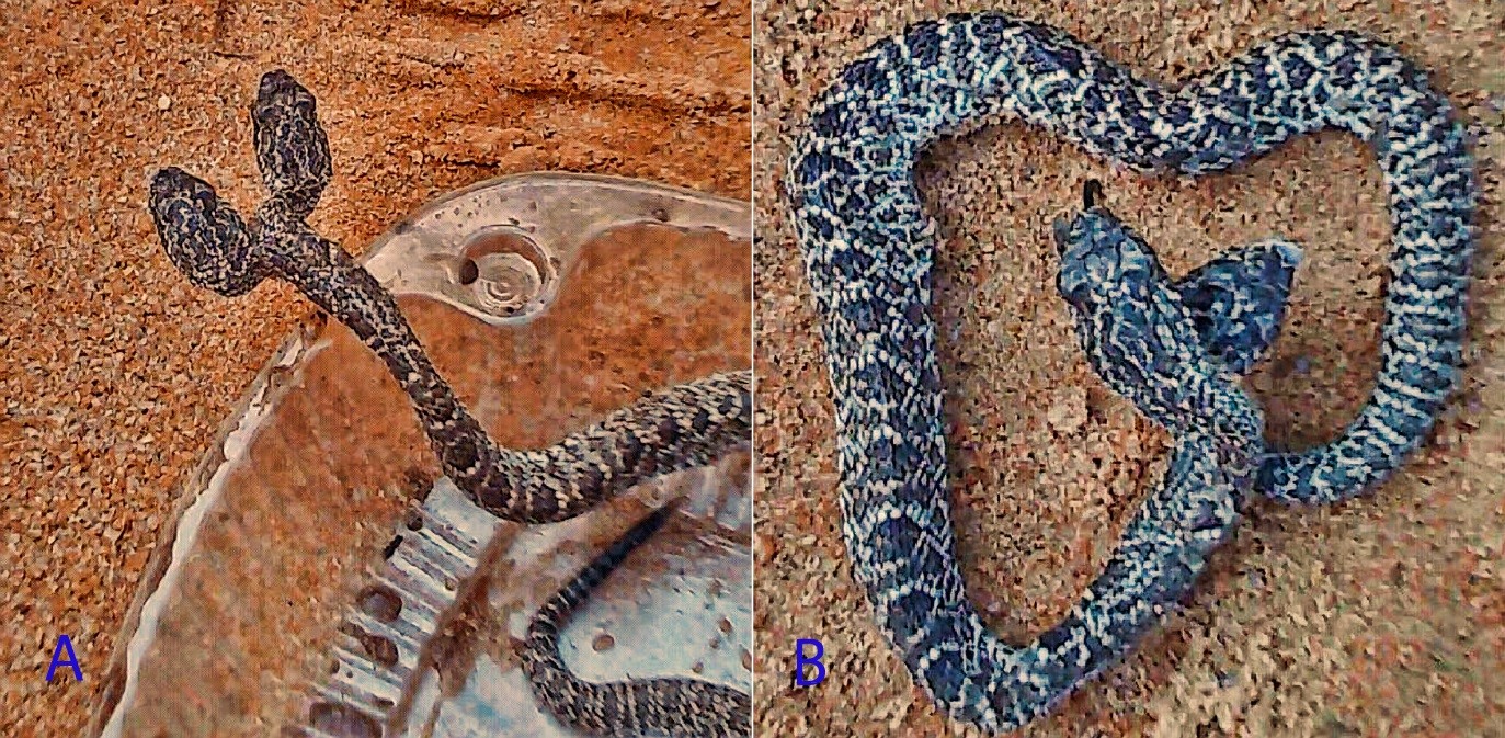 Perfil dorsal del cuerpo y cabezas de Crotalus
durissus. vegrandis (juvenil), colectado en el municipio Independencia, sur del
estado Anzo&aacute;tegui, Venezuela. A: n&oacute;tese las manchas oscuras sobre la cabeza,
las cuales est&aacute;n marginadas de blanco. B: dise&ntilde;o de manchas romboidales en el dorso
del cuerpo, que terminan en manchas o barras transversales hacia la cola.