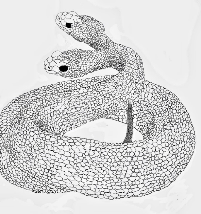 Imagen blanco/negro del esp&eacute;cimen juvenil con dos
cabezas (bicefalia), donde se aprecia que ambas cabezas poseen un cuello
estrecho (c/u), un solo cuerpo y cola, condici&oacute;n correspondiente a una
prodicotom&iacute;a. Dibujo &copy; Juan Perdomo.