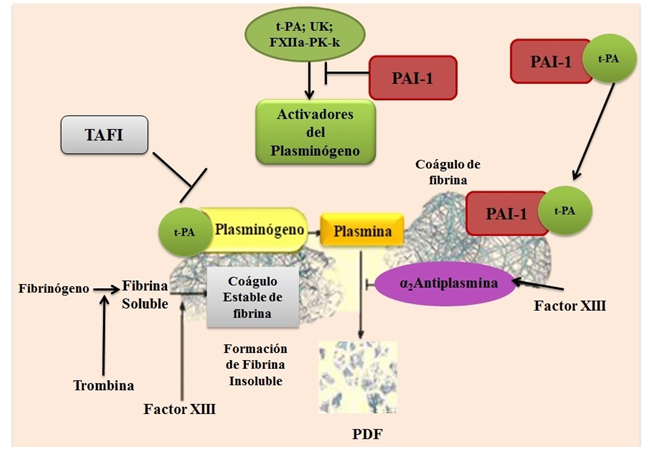 Componentes del sistema fibrinolítico a nivel vascular. Zimógeno: Plasminógeno;
Enzima principal: Plasmina; Inhibidor del Activador del Plasminógeno tipo 1
(PAI-1); Activadores del Plasminógeno: Tipo tisular (t-PA), Uroquinasa (UK),
factor XII (FXII), Precalicreína (Pk) y Calicreína (Kk); Moduladores: Inhibidor
de la Fibrinólisis Activable por Trombina (TAFI) e Inhibidor de Plasmina:
α2-antiplasmina.