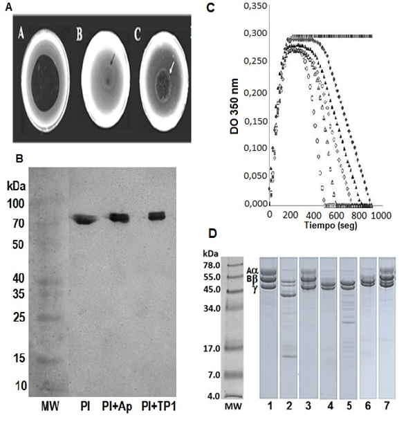 Actividad fibrinolítica y
antifibrinolítica.