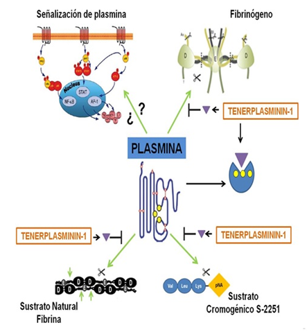 Posible mecanismo de acción de
tenerplasminina-1.
Tenerplasminina-1 inhibe las actividades amidolítica, fibrinolítica y
fibrinogenolítica de la plasmina, por posible unión en algún residuo que
conforma la triada catalítica, formando un complejo tenerplasminina-1-plasmina
que neutraliza su acción (Triada catalítica His603, Asp646
y Ser741).