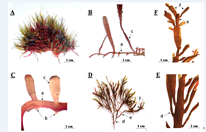 Estructuras morfológicas de Pterocladiella
caereluscens. A. Hábito. B-C. Porciones postradas y erectas. D. Porción
erecta mostrando ramas de diferentes órdenes. E. Ramas laterales de primer orden en disposición opuestas a
alternadas, con la base incurvada. F. Ramas del tercer orden dispuestas en
forma de cuchilla. a. estolón. b. disco de fijación. c. porción erecta del
talo. d. rama de primer orden. e. rama de segundo orden. f. rama de tercer
orden o pínula.