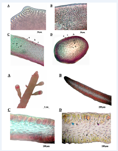 A.
Ápice de una lámina mostrando célula apical solitaria. B. Vista superficial de
las células corticales de una lámina. C. Corte transversal de una porción del
talo erecta. D. Corte transversal de una porción del talo postrado. a. células
epidérmicas. b-c. células corticales. d. células medulares. e. ricinas.