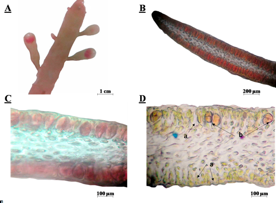 A.
Soros tetrasporangiales en la porción terminal de las pínulas y del eje
principal, aplanados. B-C. Corte transversal de una pínula con soros tetrasporangiales
maduros. D. Corte transversal que muestra algunos soros vacíos por liberación
de tetrasporangios cruciados. a. soro vacío. b. tetrasporangio cruciado.