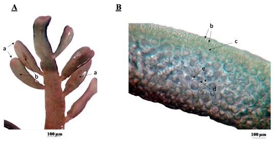 A. Rama espermetangial que muestra soros superficiales en el centro de la
pínula. B. Corte transversal de una pínula que muestra los soros
espermatangiales jóvenes, originados por alargamiento de las células corticales
diferenciadas. a. pínula fértil. b. soro espermatangial. c. células corticales.
d. células medulares. f. ricinas.