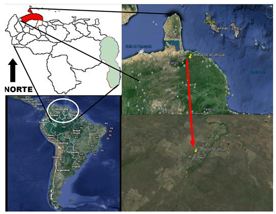 Ubicaci&oacute;n geogr&aacute;fica de la poblaci&oacute;n de El Paso de Acurigua
(11&ordm;19&acute;48&acute;&acute; de latitud norte y 69&ordm;26&acute;55&acute;&acute; de longitud oeste), municipio Colina,
estado Falc&oacute;n, Venezuela.