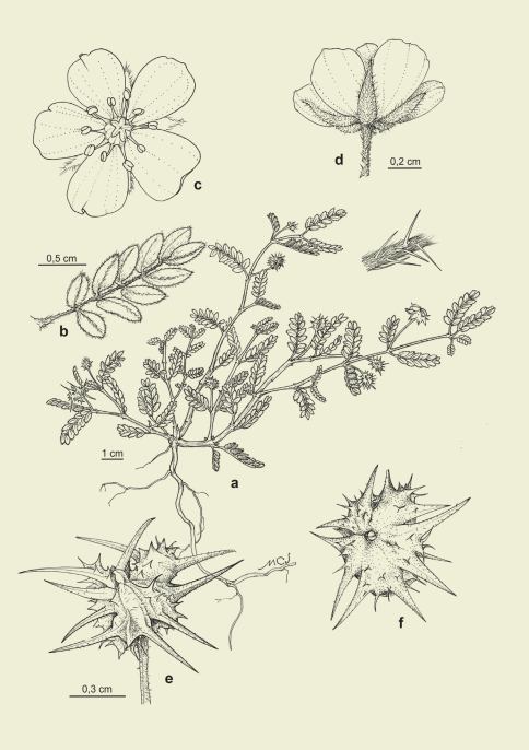 Tribulus terrestris,
a) planta, b) hoja, c-d) flor, e-f) fruto.