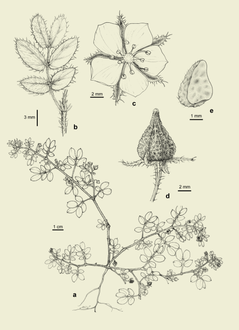 Kallstroemia tucumanensis, a) planta,
b) hoja, c) flor, d) gineceo, e) fruto.