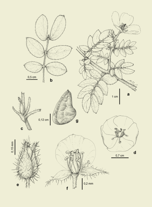 Kallstroemia tribuloides,
a) planta, b) hoja, c) est&iacute;pulas, d) flor, e) c&aacute;liz, f) detalle de
flor, g) fruto.