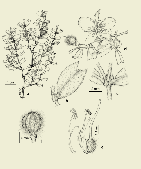 Larrea cuneifolia, a) planta, b) fol&iacute;olo, c)
est&iacute;pulas, d) flor, e) ginec&oacute;foro y estambre, f)
fruto